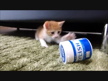 自分よりも遥かに大きい敵と戦い続ける赤ちゃん猫(=^・^=)