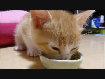 爆睡中なのにご飯の匂いに反応してすぐさまご飯にがっつく赤ちゃん猫(=^・^=)