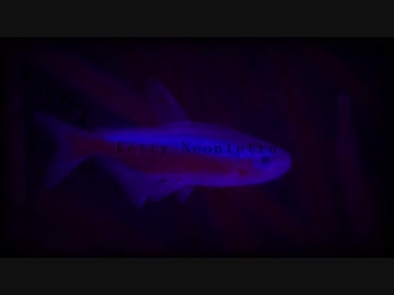 diffuse reflection / Ketty Neontetra（ケティ・ネオンテトラ）