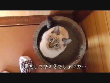 【恐怖】ストーカーと化した子猫が背後にピッタリとついてきて夜も眠れません…