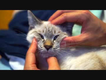 子猫がかわいすぎたので顔面をもみくちゃにしてやった