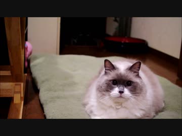 トレーニングするのにゃ