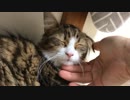 ひたすら猫をもふる