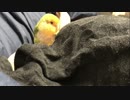 スカートの中にもぐるインコ