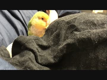 スカートの中にもぐるインコ