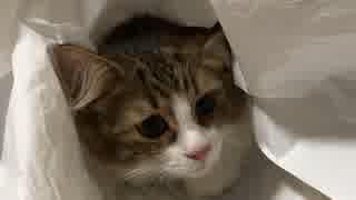 大袋からちょこんと顔を出す猫
