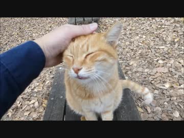 公園のベンチに座ってたら野良猫が強烈なスキンシップを図ってきた