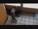 実家でのタタルさん#4「タタルさんかえるよ～」