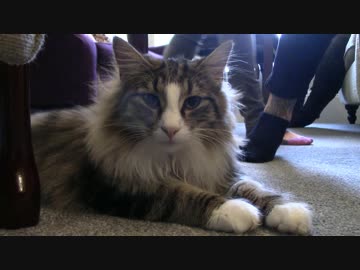 リバプールの猫のカフェを訪問