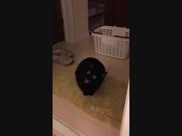 出待ちする猫