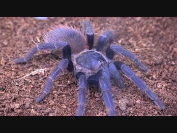 [閲覧注意!!]　タランチュラ(サジマイブルー)にゴキブリを与えてみた。(Pterinopelma sazimai）