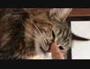 濡れ濡れな猫達