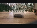 ご飯は視覚で捉えているのか素通りしちゃうカワウソ
