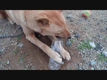 メイリオとペットボトル