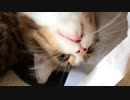 猫2匹が仲良くペロペロ………最後は仲良くごはん☆彡