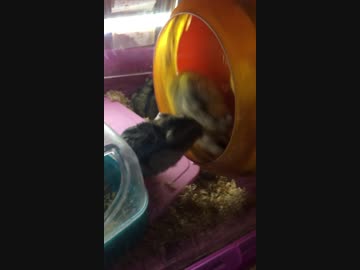 ママ！なにしてるの？