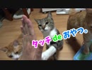 タッチdeおやつ！うちの猫にタッチ芸を仕込んでみた結果。