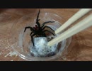 飼育している蜘蛛の巣から残餌を処理しようとしたところ逆鱗にふれてしまった件について。
