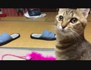 仔猫と生活#47「ねこじゃらしの頭のかわり」