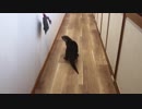 オモチャで釣ったら変な声を出しちゃうカワウソ