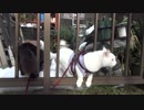 【 猫 】大きくなったけど実はまだ子猫　その63