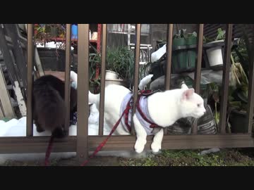 【 猫 】大きくなったけど実はまだ子猫　その63