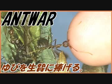 肉食で獰猛なツムギアリに人間の指を捧げた結果・・・。