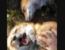 キツネとじゃれ合うお姉さん