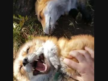 キツネとじゃれ合うお姉さん