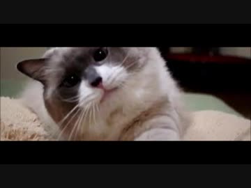 やわモフな動画