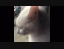【フブキ】愛猫の顔を眺めるだけ