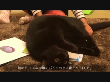 娘にかまって欲しい猫２匹