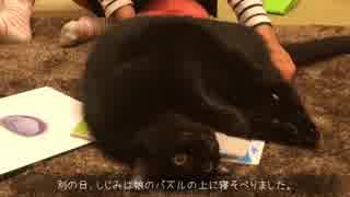 娘にかまって欲しい猫２匹