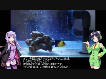 結月ゆかりとアクアリウム夜話　第11夜
