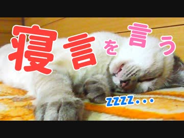 スピースピー寝言を言う子猫がかわいすぎる