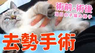 子猫の去勢手術！手術前と後、当日の様子【生後半年】