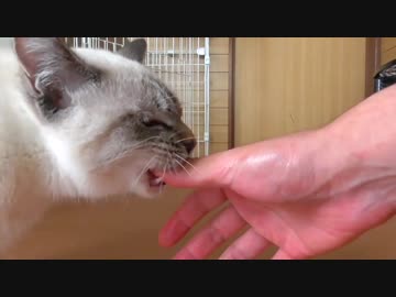去勢手術翌日に子猫がちゅ〜ると飼い主の手を爆食い