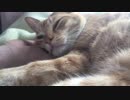【ティーガー】愛猫の喉を撫でるだけ②
