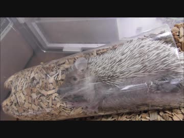 ヒメハリテンレックみんとむい 育成記録181217　大あくび