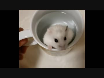 【ハムスター】おもちのもちもち活動その6　外に出たいおもち＆生後６ヶ月おめでとう(声あり)