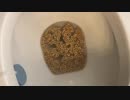 チェリオスをトイレに流してみた