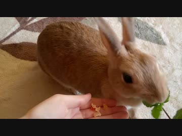 うさぎさんにおやつを選ばせてみた