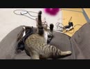 仔猫と生活#49「私の座椅子・・・」