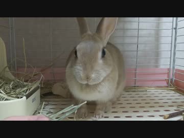 固い牧草は食べたくないうさぎさん