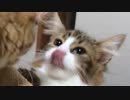 猫の毛布もみもみ攻撃