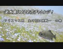 淡水魚によるお花チャレンジ！クリスマスの巻