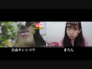 比較検証　まろんは雲南キンシコウに似ている？