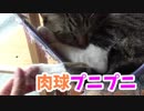 肉球ぷにぷにな猫様