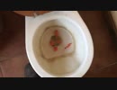 人参をトイレに流してみた６