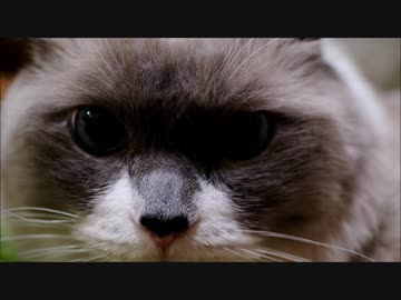 ブラッシングはヘヴンなのにゃ